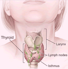 Thyroid Gland